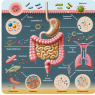 Cómo reacciona la microbiota intestinal a Oximetolona