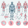 Qué tan catabólico puede volverse el cuerpo al dejar Methandienone inyectables